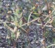  Trigonella Foenum-Graecum Extract
